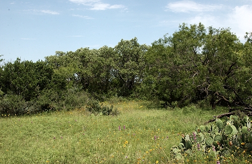 Texas property for sale - The Homestead
